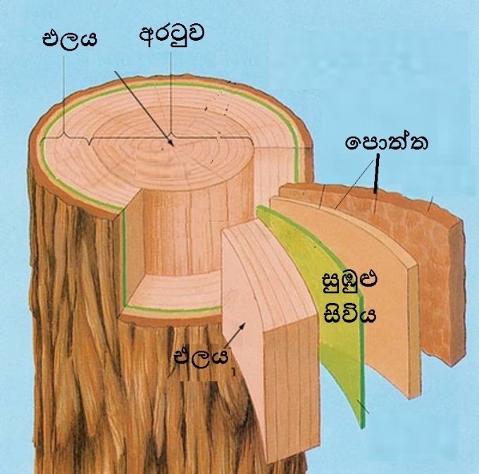 tree_trunk